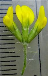  Inflorescence